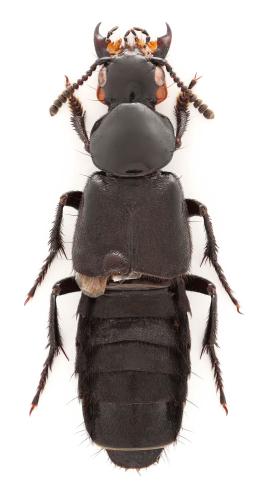 Creophilus oculatus